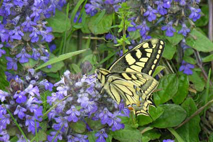 Machaon