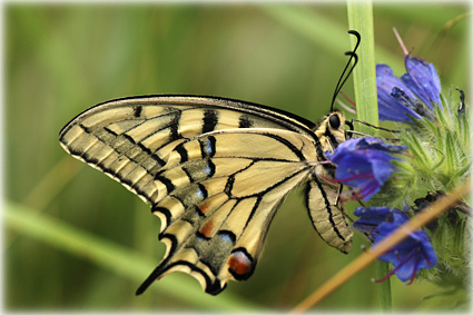 Machaon