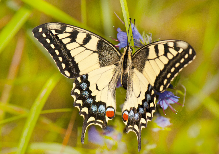 Machaon