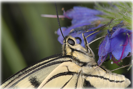 Machaon