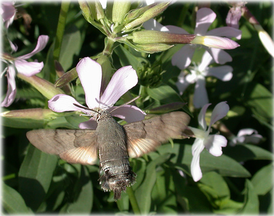 Macroglossum stellatarum