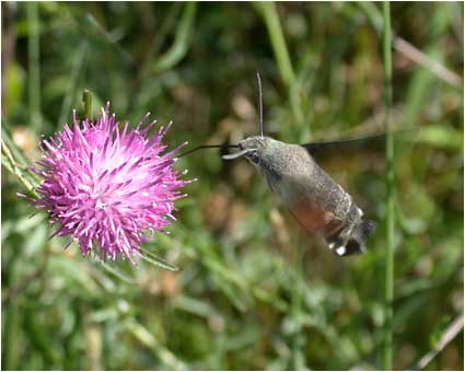  Macroglossum stellatarum