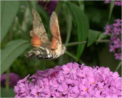 Macroglossum stellatarum