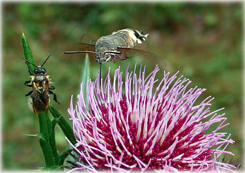 Macroglossum