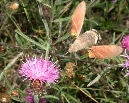 Macroglossum stellatarum