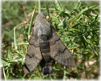 Macroglossum stellatarum