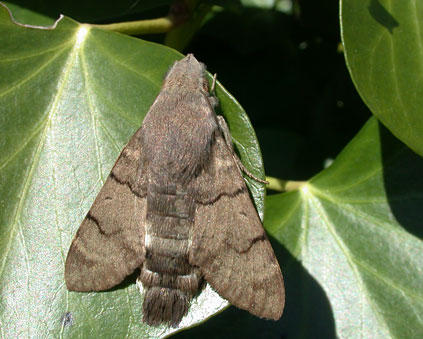 Macroglossum stellatarum