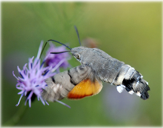 Macroglossum stellatarum