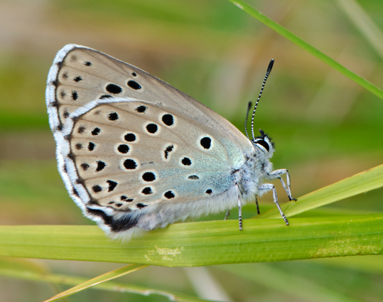 Plebejus 