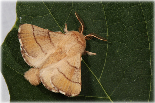 Malacosoma neustria