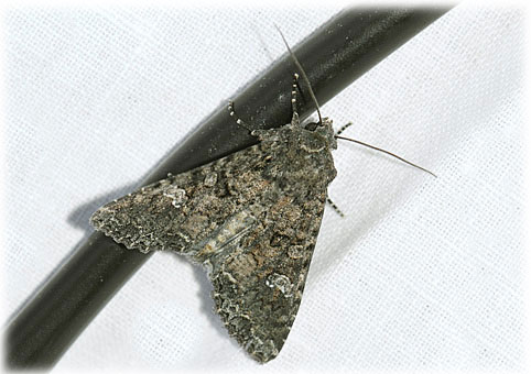 Mamestra brassicae