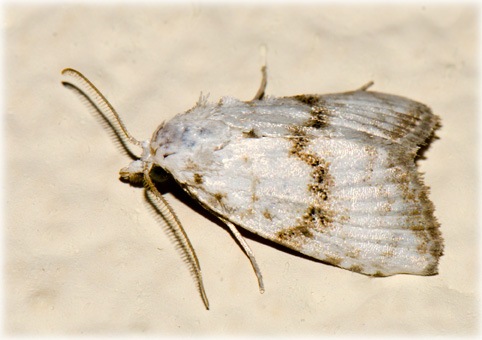 meganola albula