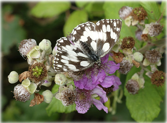 Melanargia galathea