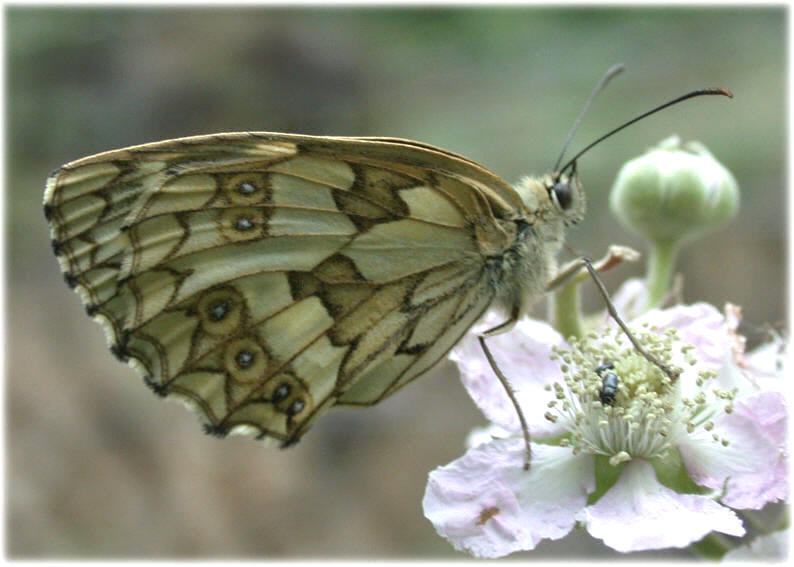 Melanargia galathea