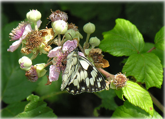 Melanargia galathea