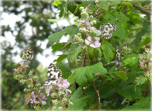 Melanargia galathea