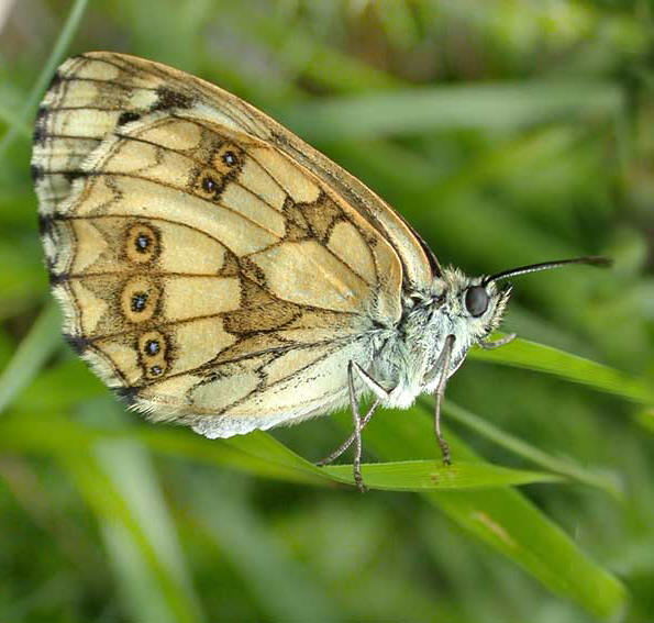 Melanargia galathea