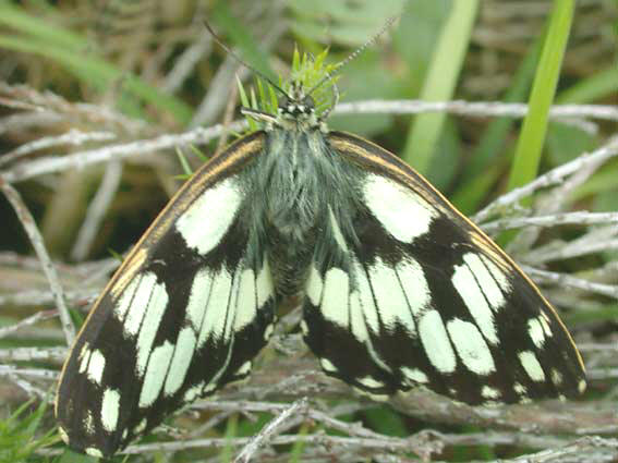 Melanargia galathea