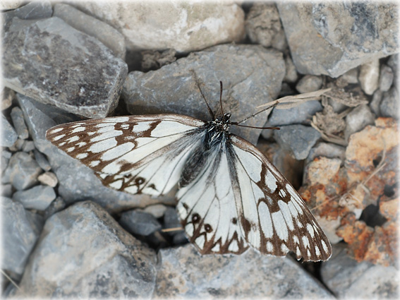 Melanargia occitanica