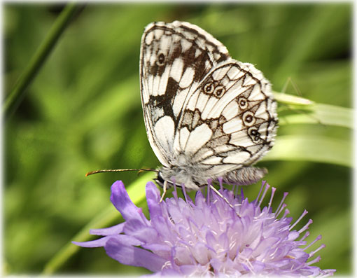 Melanargia