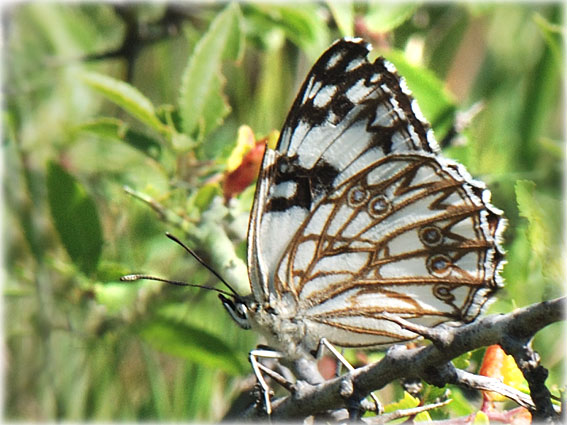 Melanargia