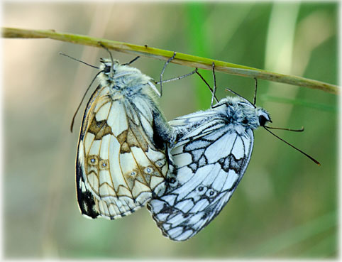 Melanargia