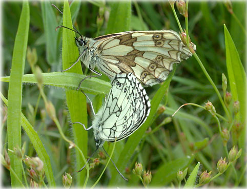 Melanargia galathea 