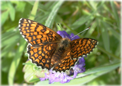 Melitaea cinxia