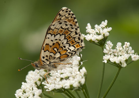 melitaea cinxia