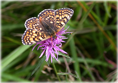 melitaea-cinxia