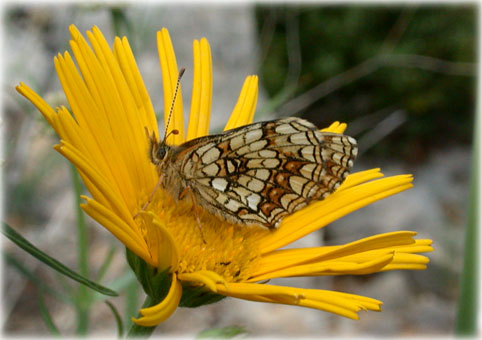 Melitaea diamina