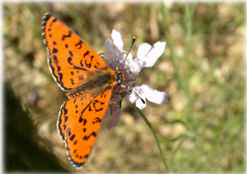 Melitaea