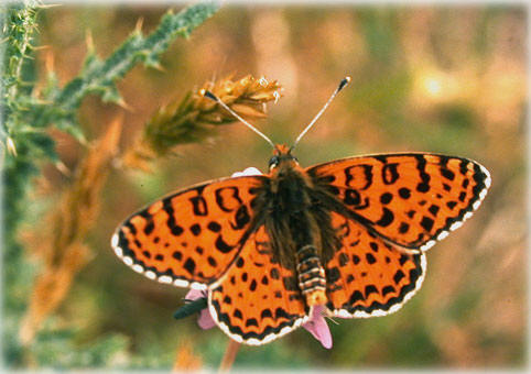 melitaea didyma