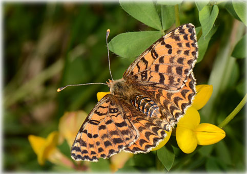 melitaea