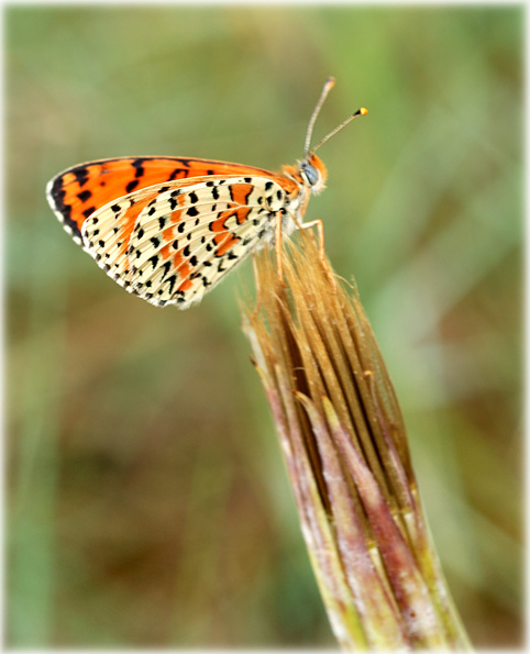 Melitaea