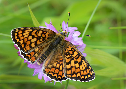 melitaea phoebe