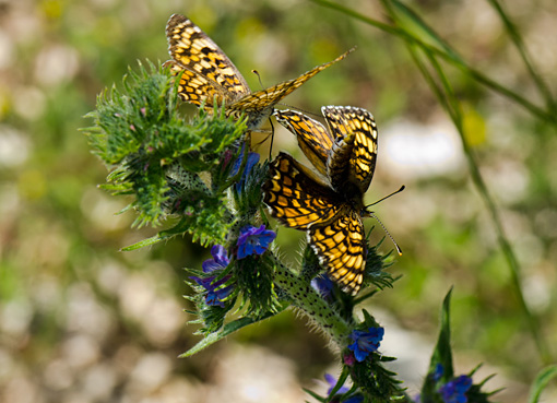 melitaea