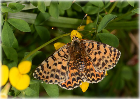 Melitaea