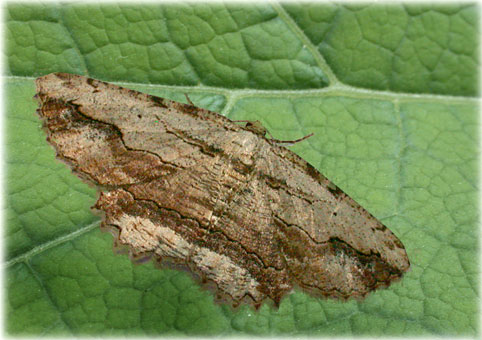 Menophra abruptaria