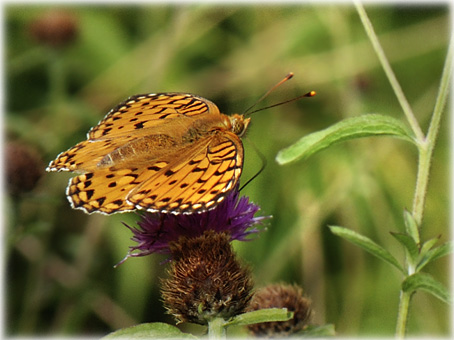 Argynnis aglaja