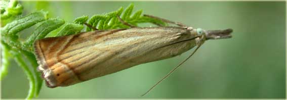 Crambus