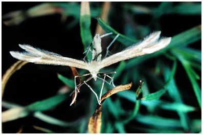 Marasmarcha oxydactyla