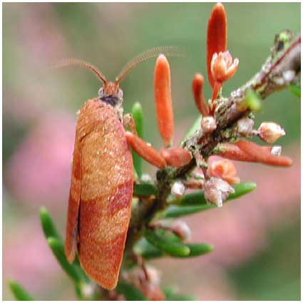 Cacoecimorpha