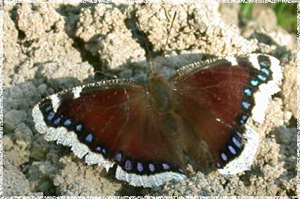 morio, Nymphalis antiopa