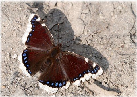 Nymphalis antiopa