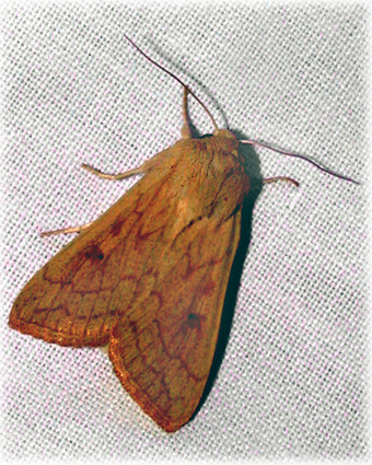 Mythimna vitellina