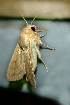 Mythimna vitellina