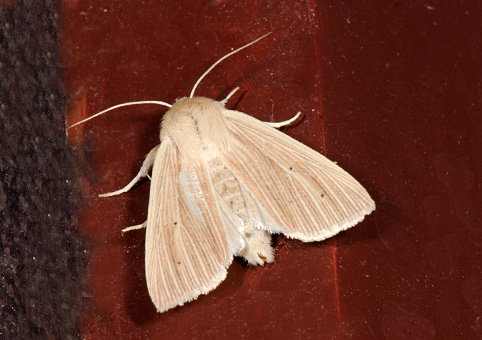 Mythimna pallens