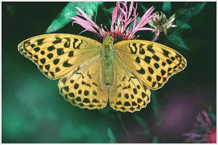 Argynnis paphia