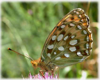 Argynnis aglaja